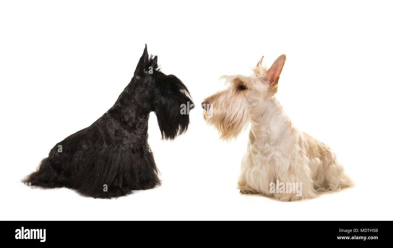 White an black scottish terrier seen from the side sniffing out eachother on a white background Stock Photo
