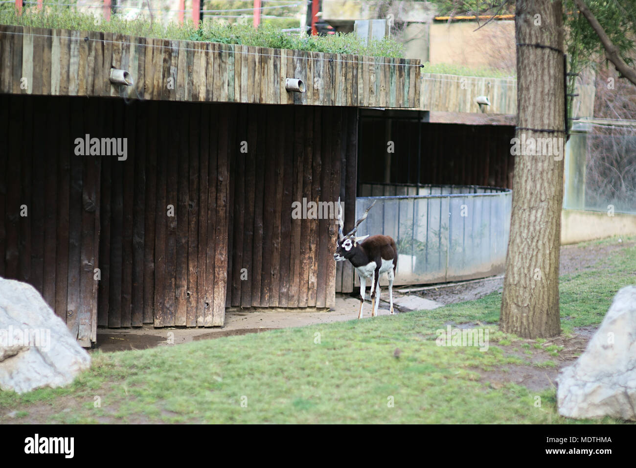 Antilope Cervicapra, Zoo of Madrid, Spain Stock Photo