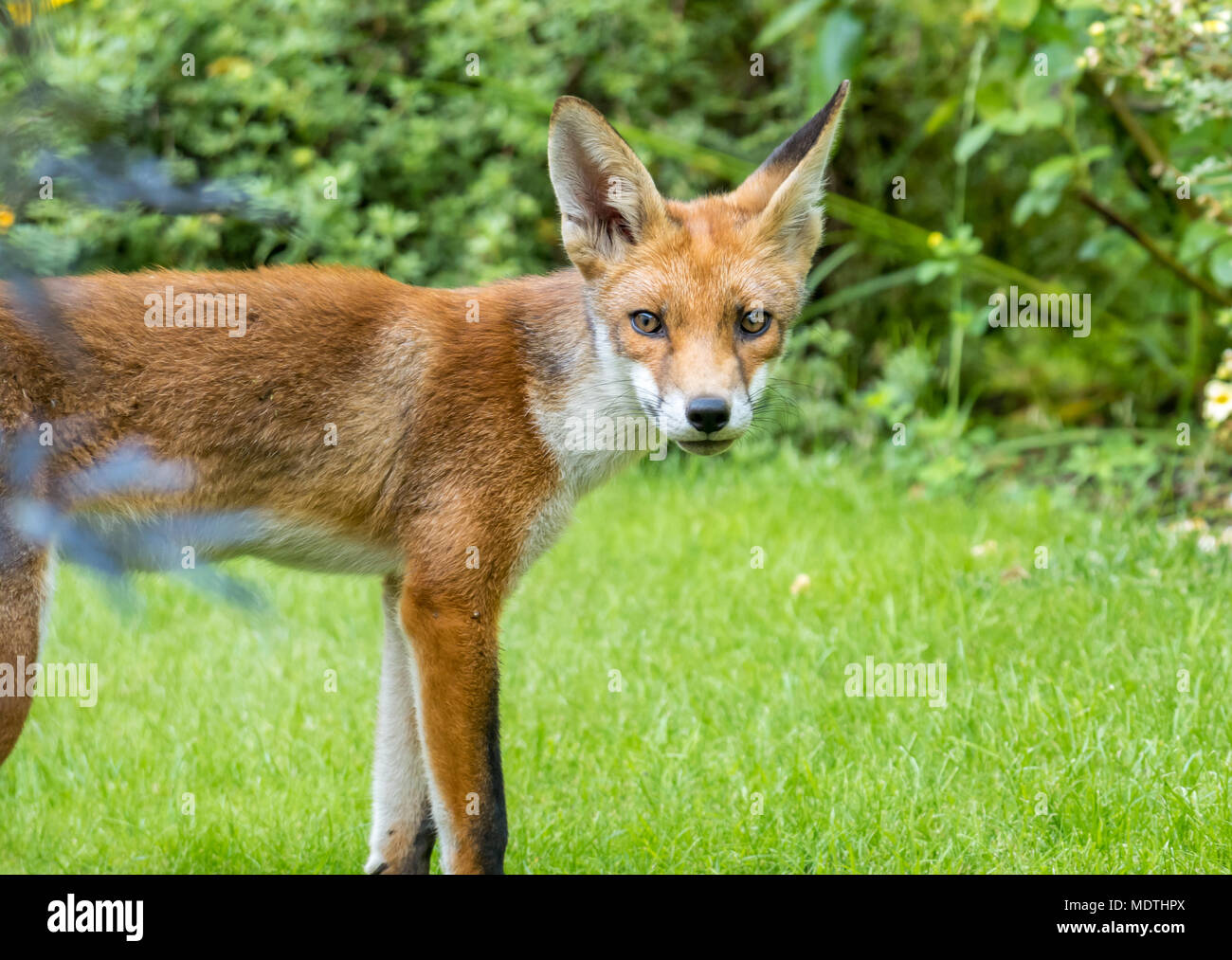 Close up of urban red fox, Vulpes vulpes, standing in London garden, England, UK Stock Photo