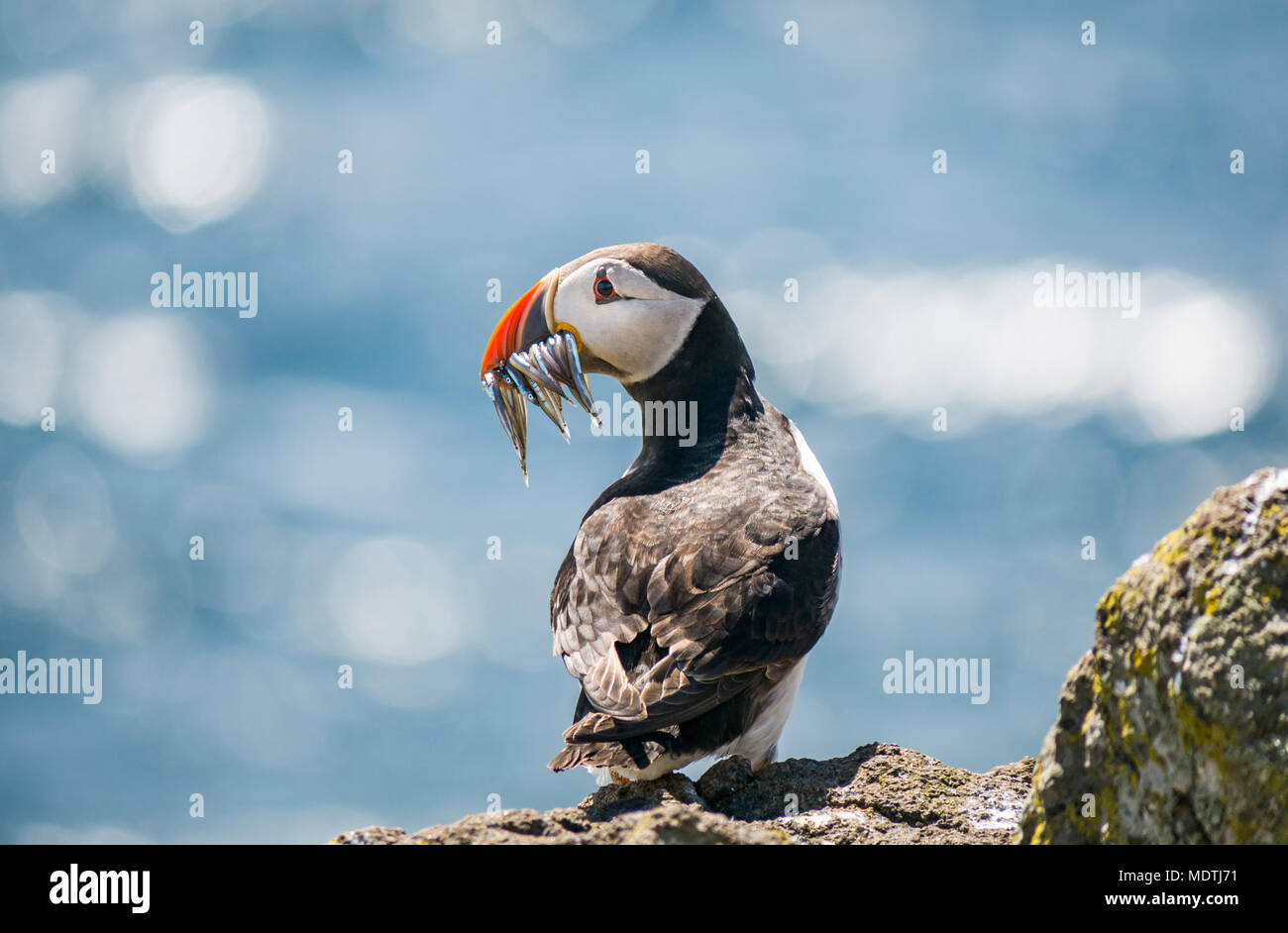 Close up of solitary Atlantic puffin, Fratercula arctica, with sand eels in beak, Isle of May, Scotland, UK Stock Photo