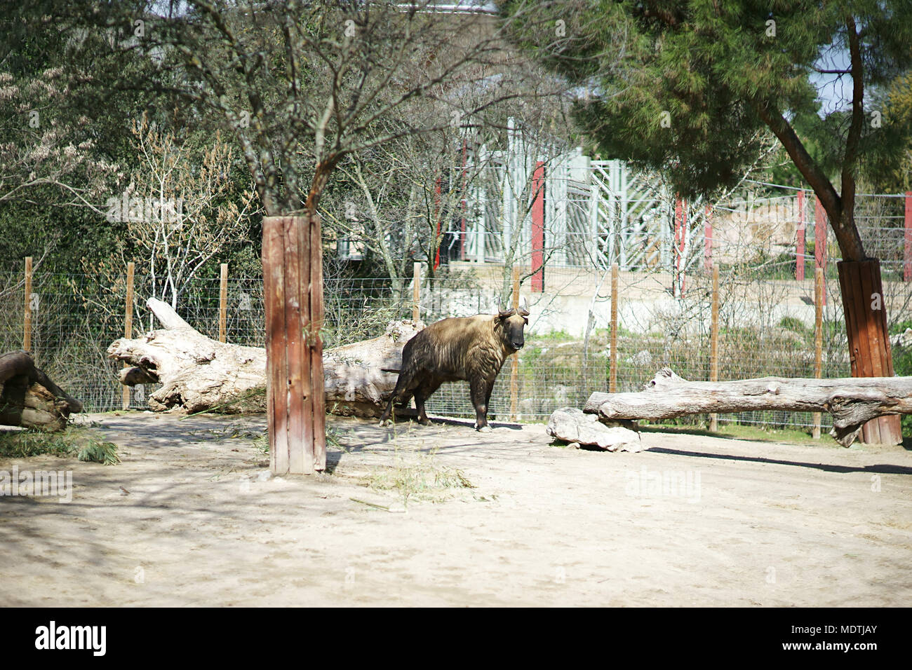 Takin de Mishmi, Zoo of Madrid, Spain Stock Photo