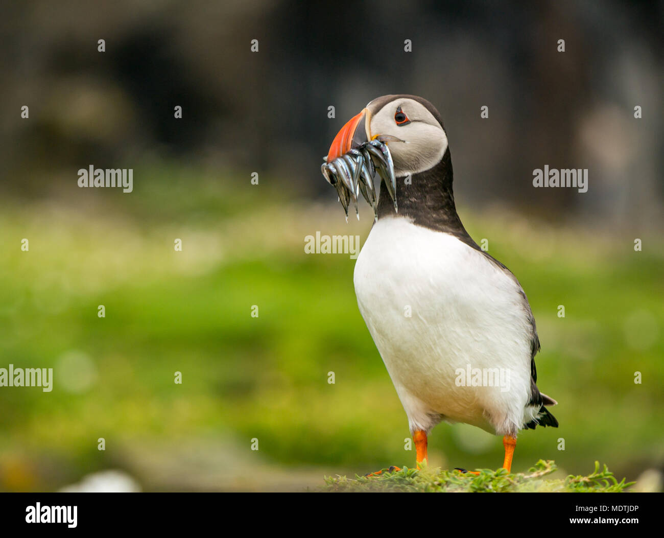 Close up of solitary Atlantic puffin, Fratercula arctica, with sand eels in its beak, Isle of May, Firth of Forth, Scotland, UK Stock Photo