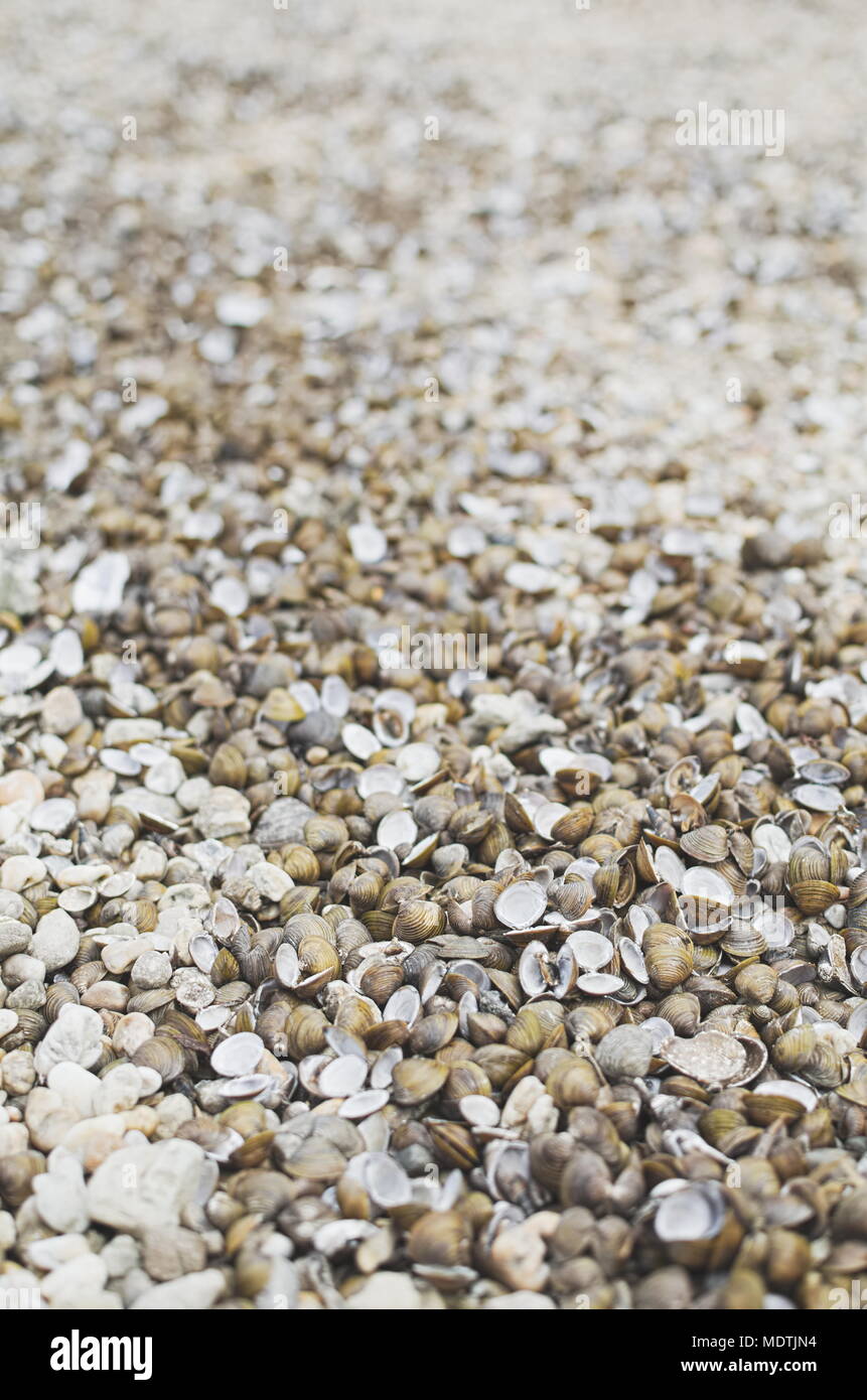 Many Dry Corbicula Fluminea Clam Shells on the Beach Stock Photo