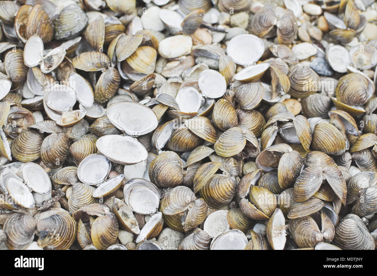Many Dry Corbicula Fluminea Clam Shells on the Beach Stock Photo