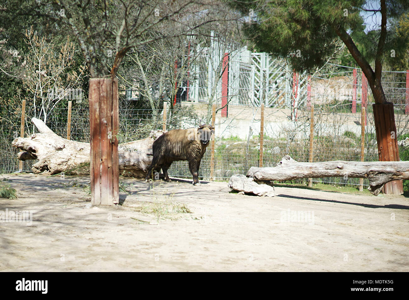 Takin de Mishmi, Zoo of Madrid, Spain Stock Photo