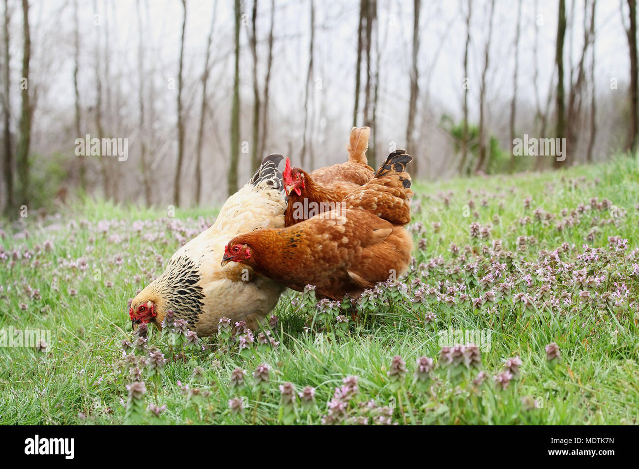 Free range organic chickens foraging in the springtime. Extreme shallow depth of field with selective focus on buff colored hen. Stock Photo