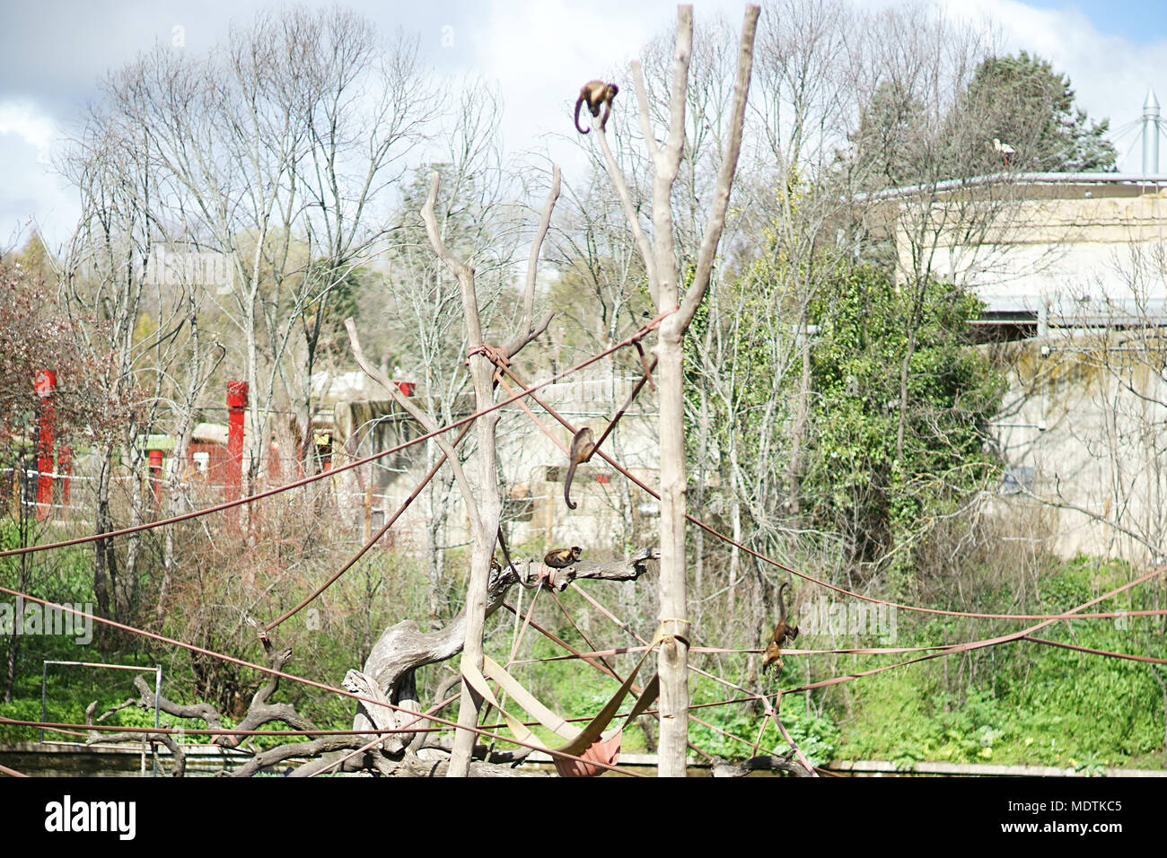 Mono Capuchino, Zoo of Madrid, Spain Stock Photo