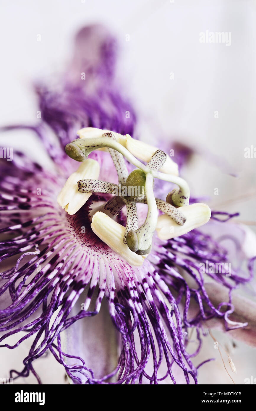 Abstract macro of a Passion Flower with an extreme shallow depth of field. Stock Photo