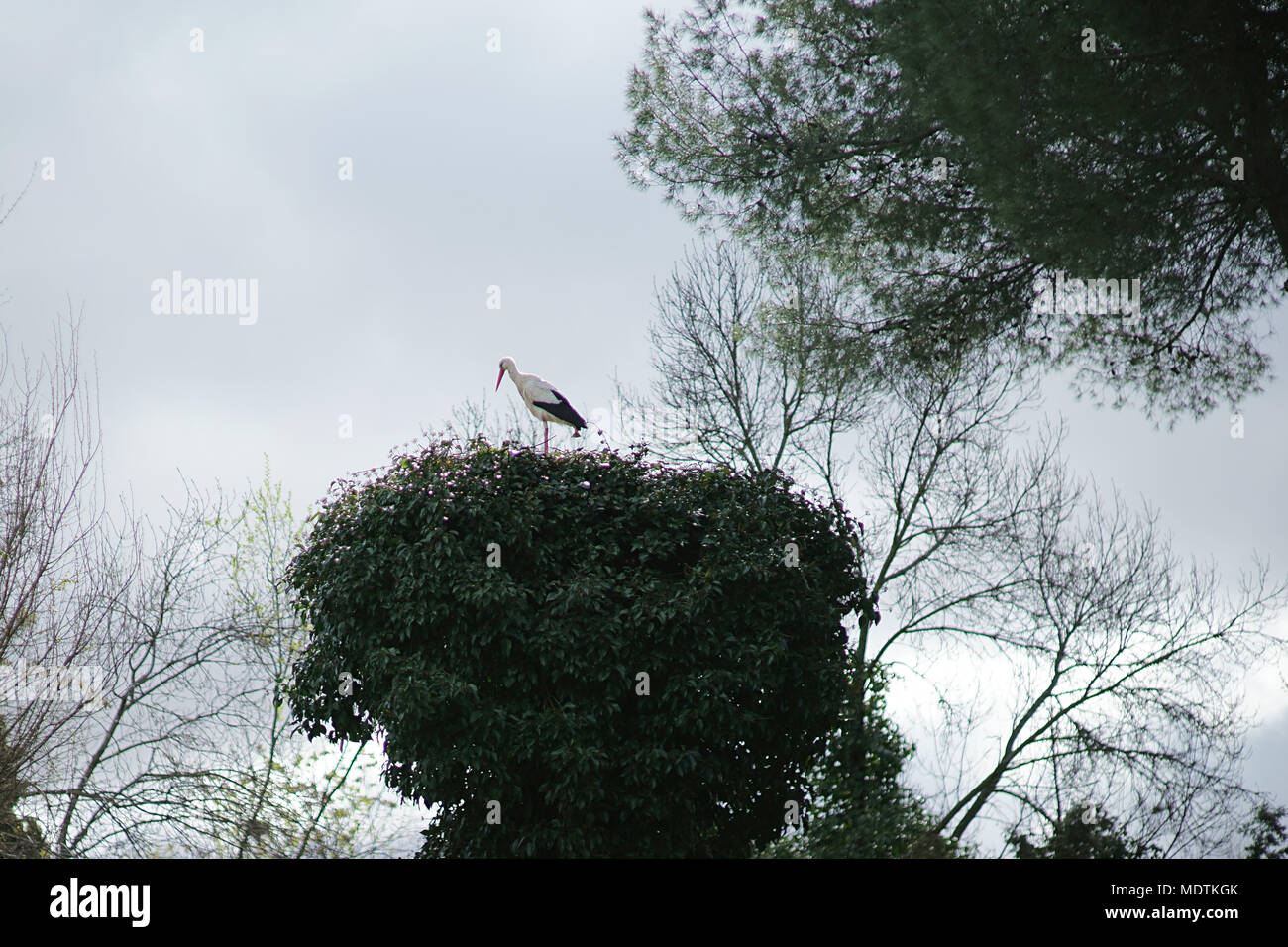 White stork on nest, Zoo of Madrid, Spain Stock Photo