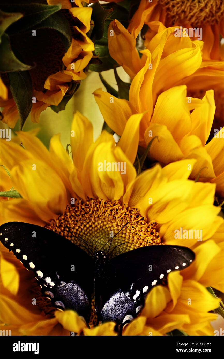 Clouded sulphur butterfly feeding from beautiful sunflowers. Stock Photo