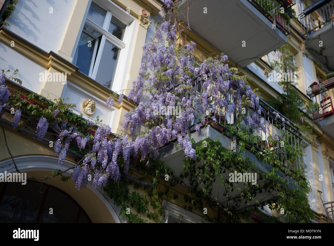 Germany, Berlin, Prenzlauer Berg, Oderberger Strasse, wisteria Stock Photo  - Alamy