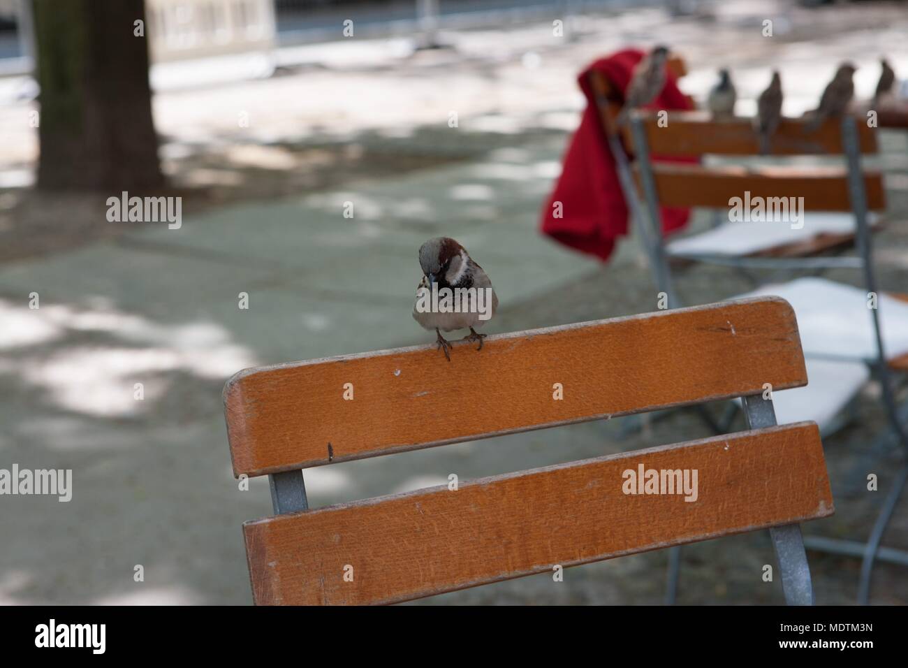 Germany Berlin Prenzlauer Berg Kollwitzstrasse Bench Bird