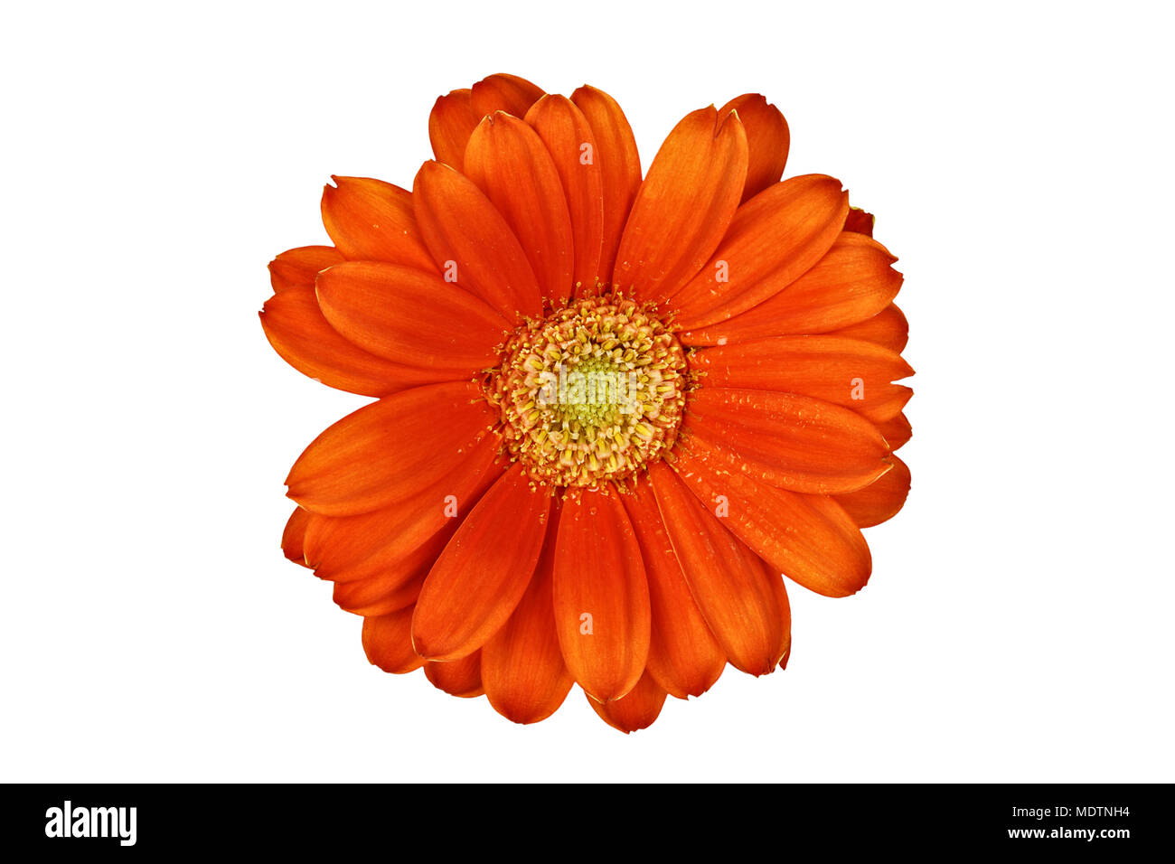 Isolated gerber daisy macro over white with clipping path included