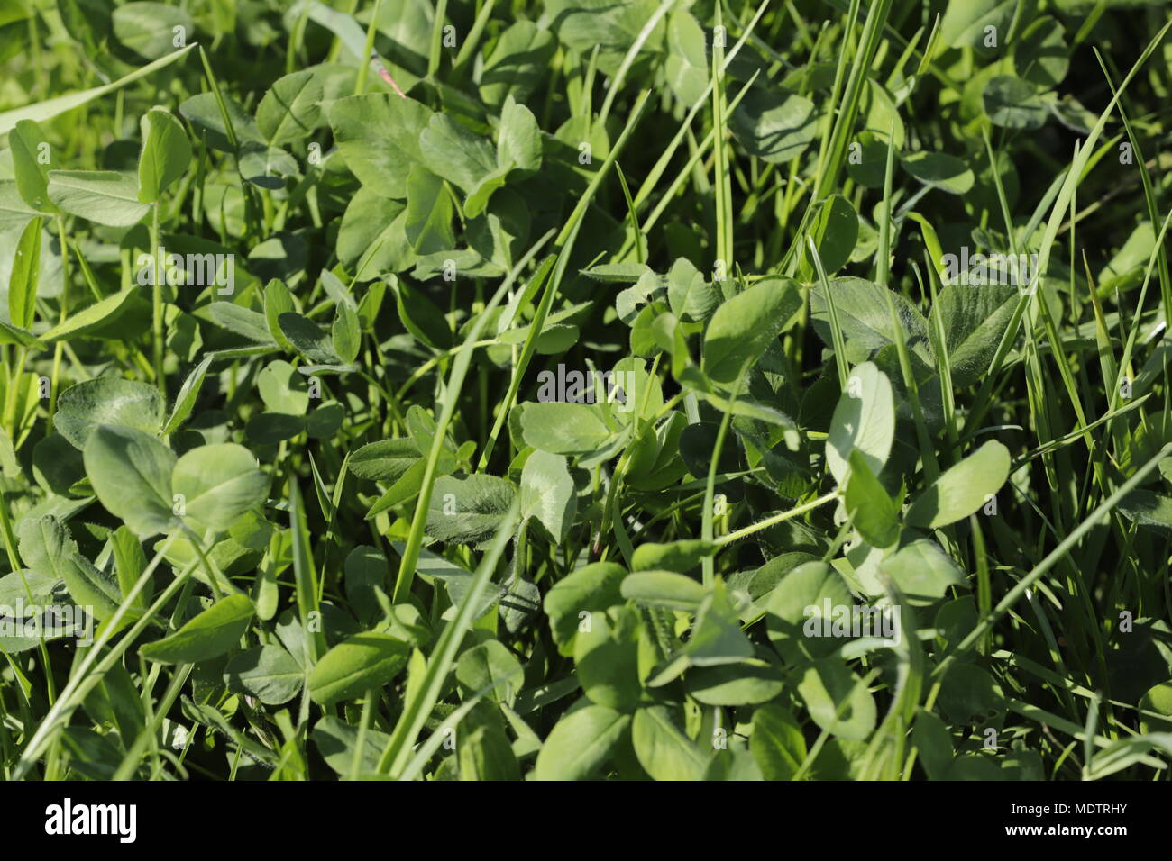 Dutch clovers hires stock photography and images Alamy