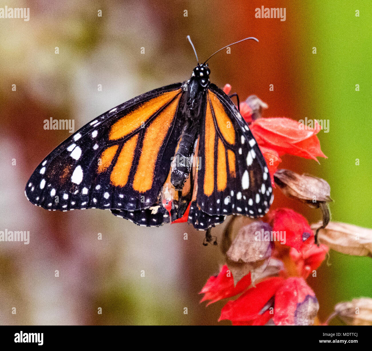 Monarch Butterfly (Danaus plexippus ) sitting on a flower Stock Photo ...