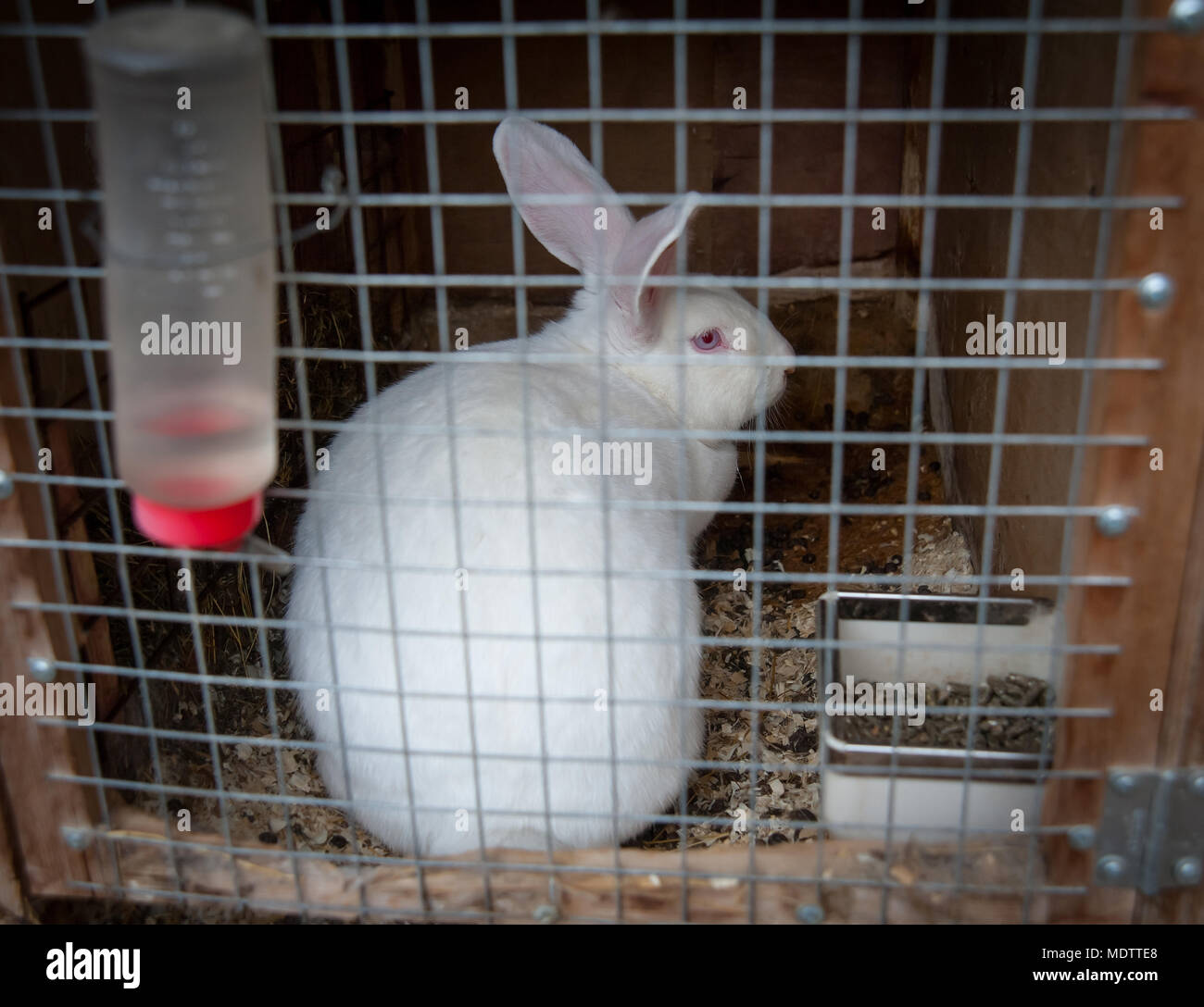 Rabbits in cages hires stock photography and images Alamy