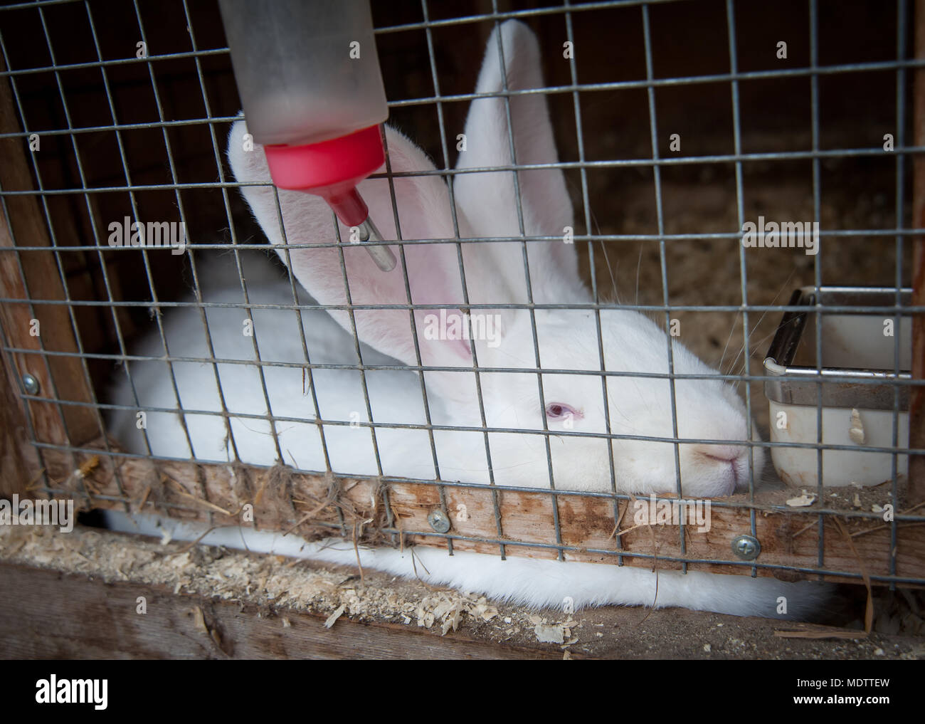 breeding rabbits in cages all year round Stock Photo Alamy