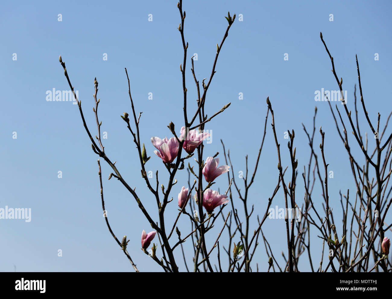 Magnolia tree with pink flowers Stock Photo