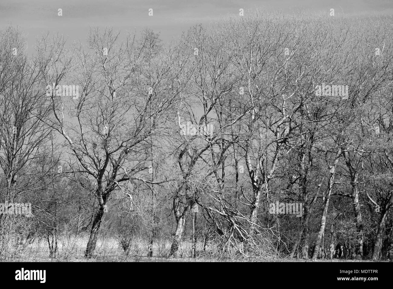 Trees in black and white photography Stock Photo - Alamy
