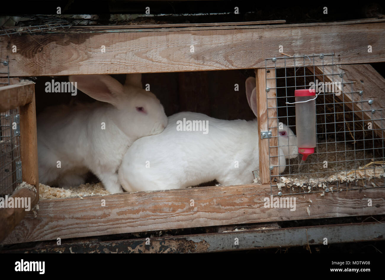 breeding rabbits in cages all year round Stock Photo Alamy