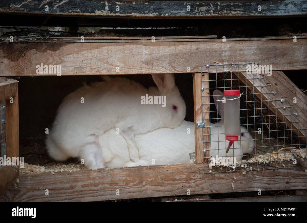 breeding rabbits in cages all year round Stock Photo Alamy