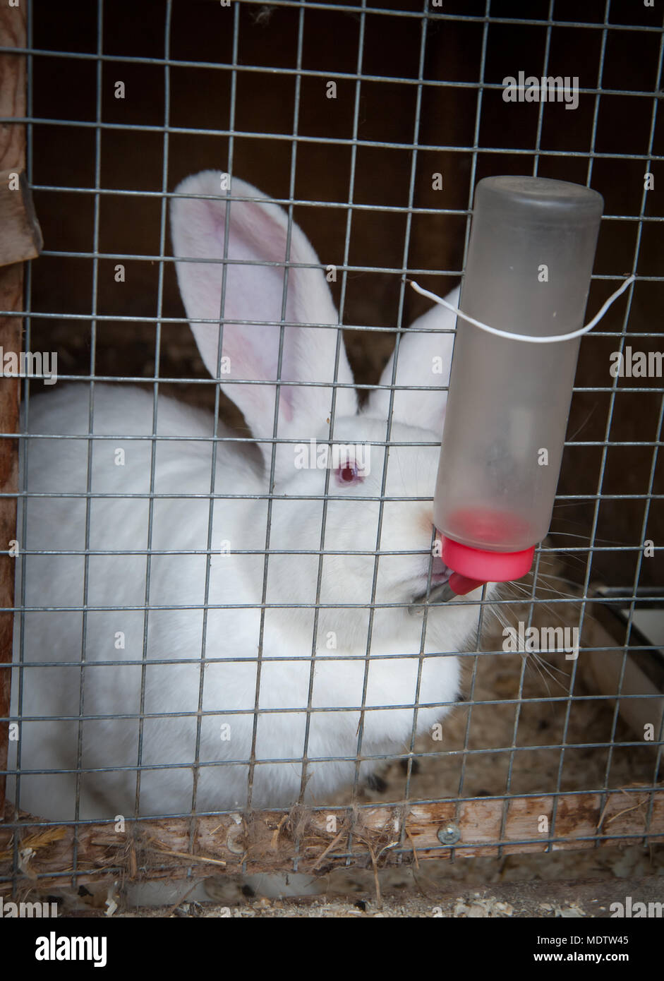 breeding rabbits in cages all year round Stock Photo Alamy