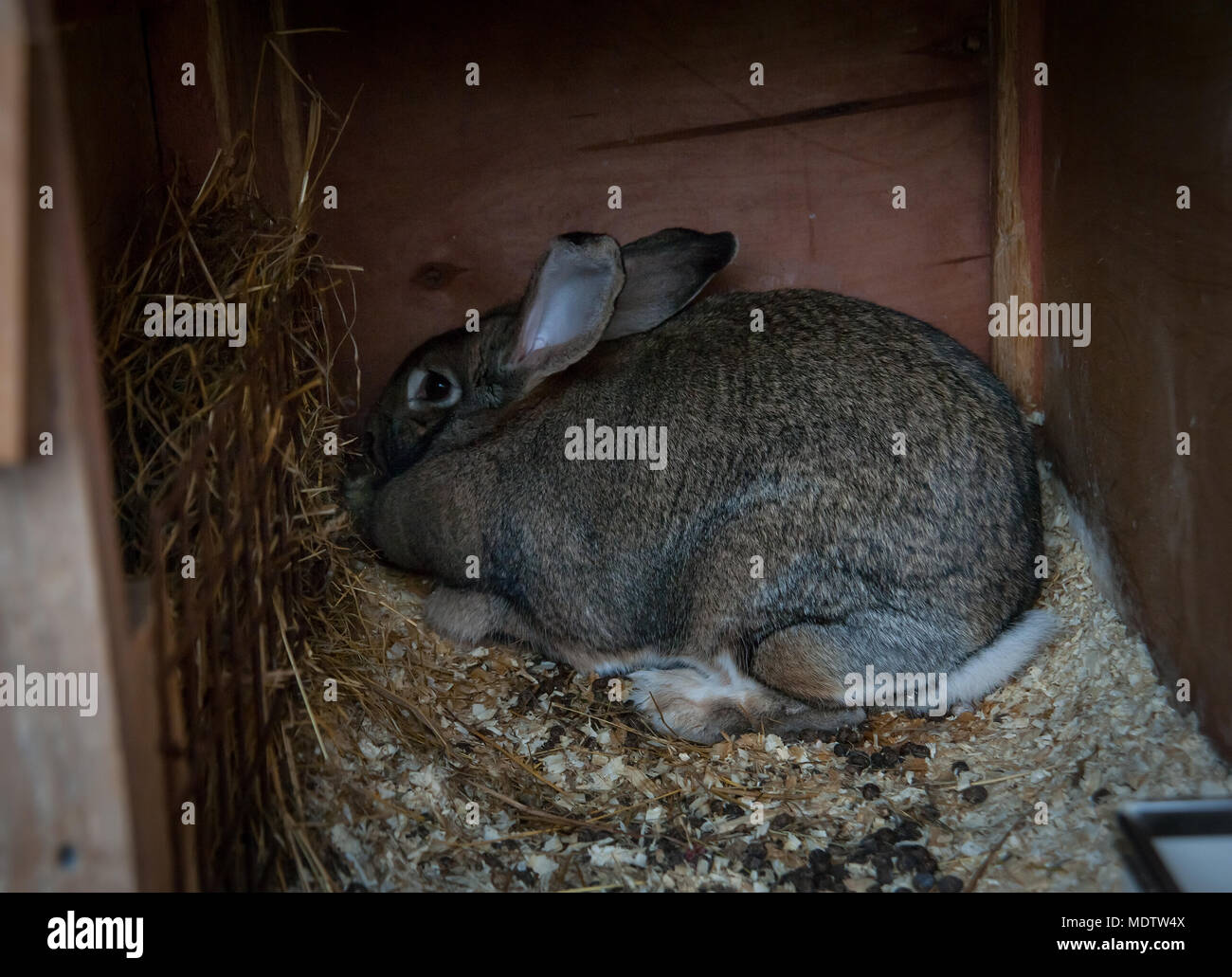 breeding rabbits in cages all year round Stock Photo Alamy