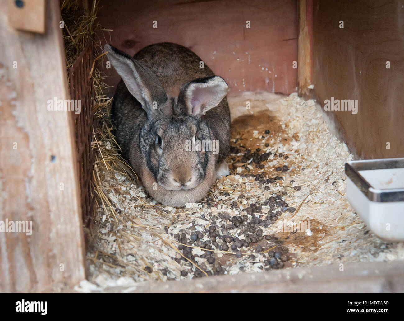 breeding rabbits in cages all year round Stock Photo Alamy