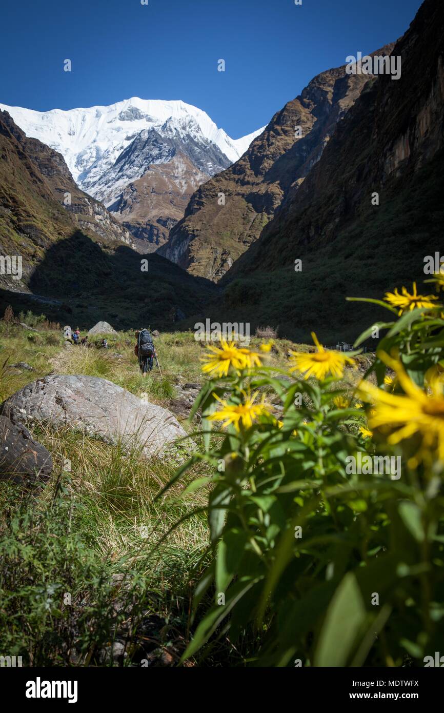 A lone trekker walks away from camera in the middle of an alpine meadow in the Annapurna mountain range, Nepal Stock Photo