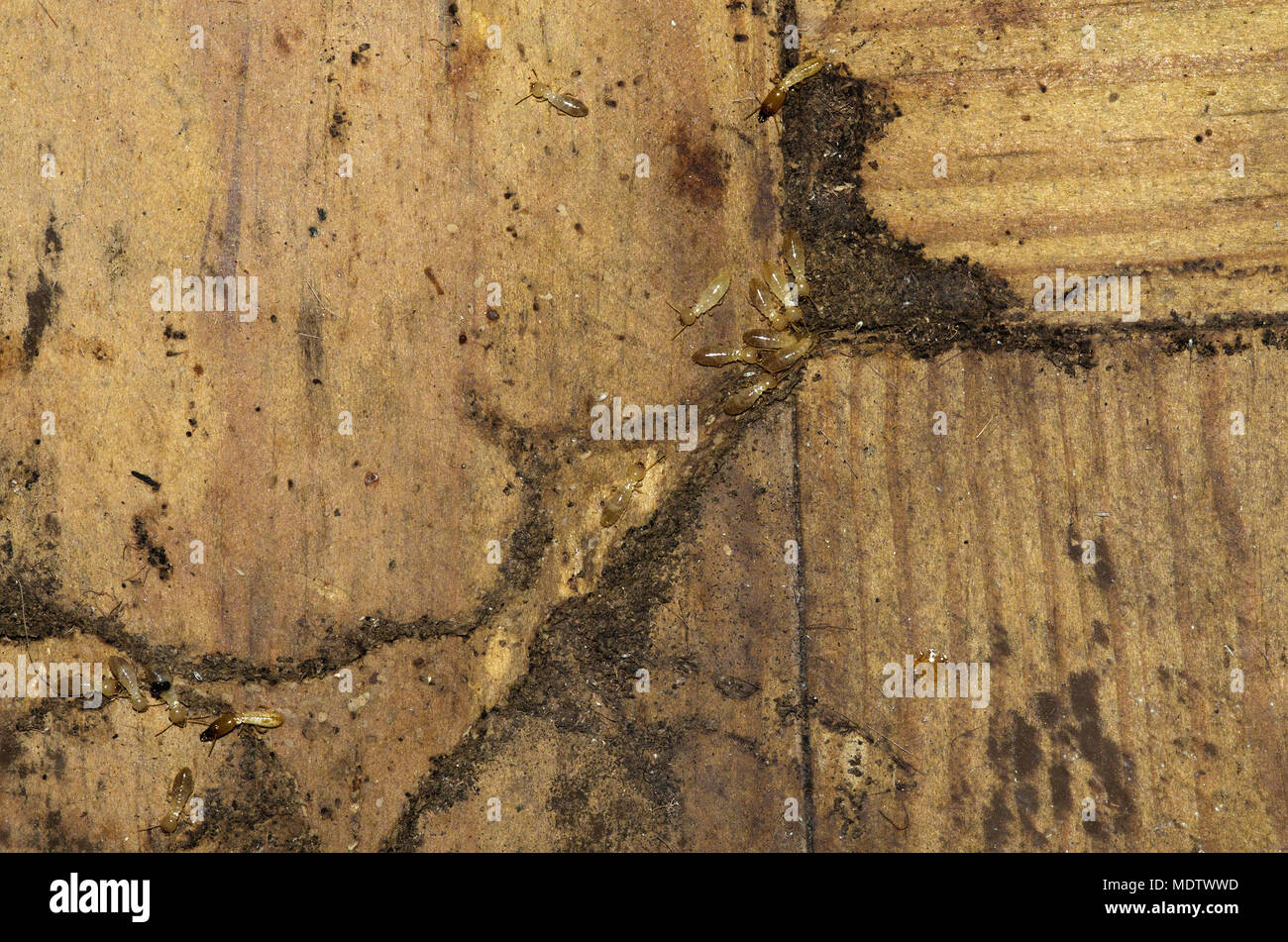 Drywood termites workers and soldiers going over wood floor and entering an hiding tunnel. Soft and pale colored body. Stock Photo