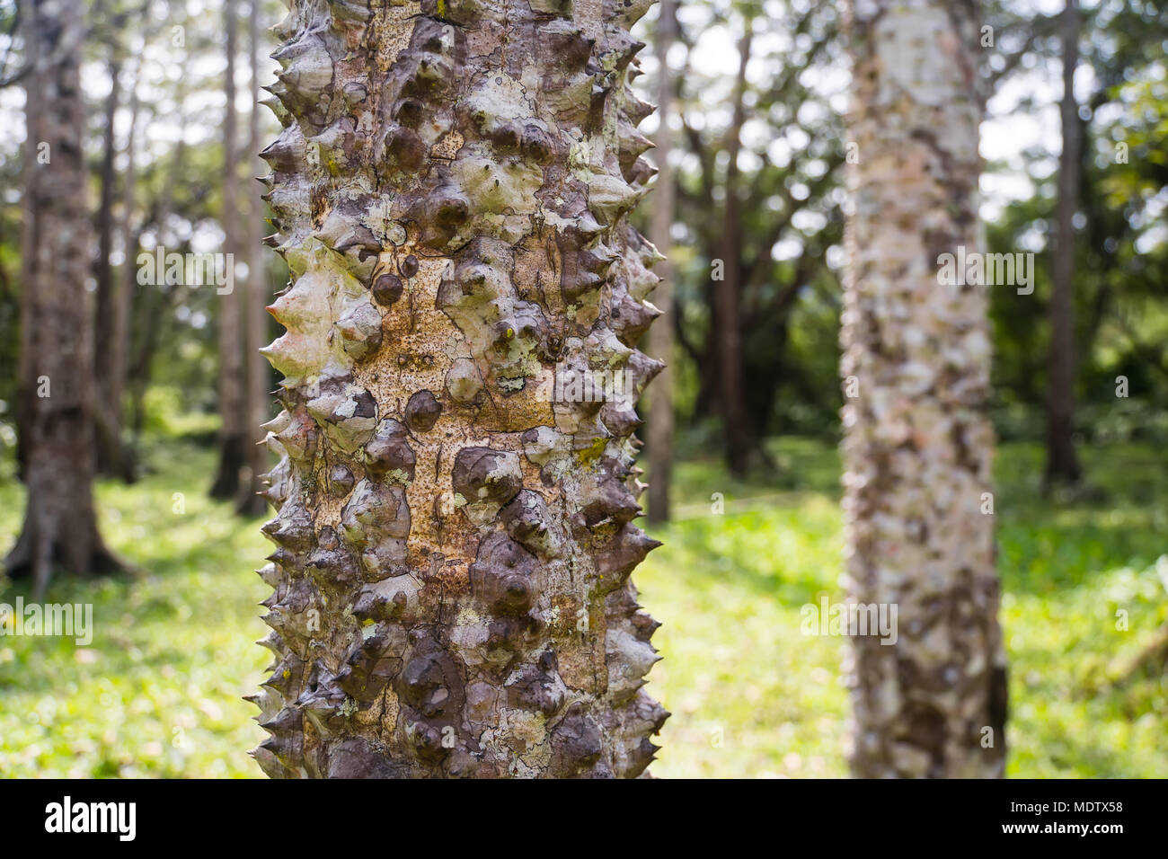 Madagascar palm tree spikes, Pachypodium lamerei stem with long needle