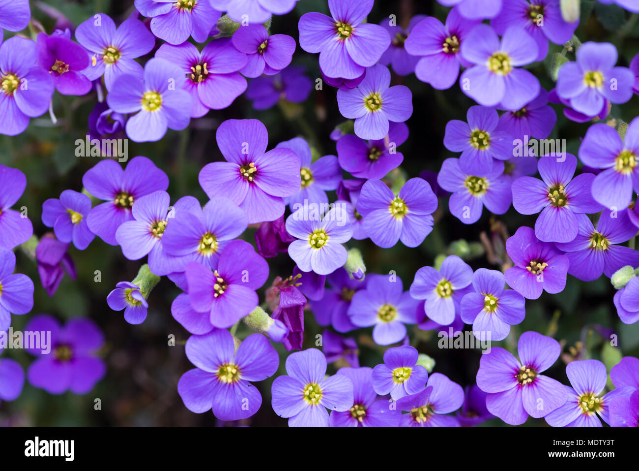 Aubrieta deltoidea (family Cruciferae), also purple rockcress. Trailing plant widely cultivated in rock gardens Stock Photo