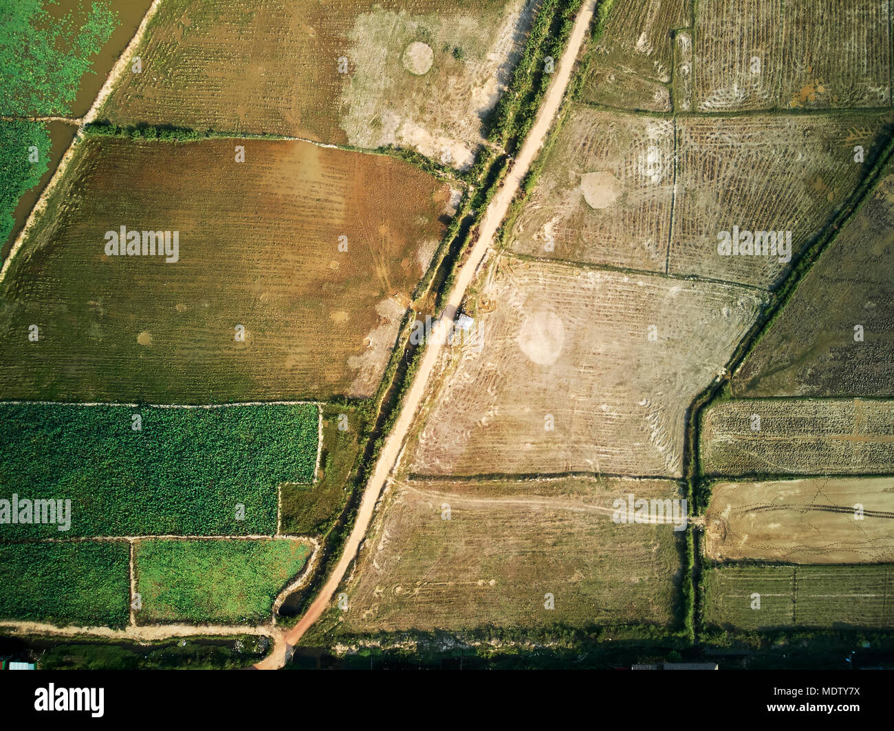 Aerial drone view topdown of a lotus farm in rural Cambodia countryside Stock Photo