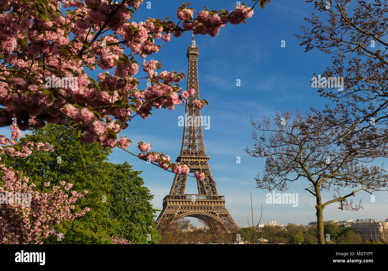 The iconic Eiffel Tower in Paris on a sunny spring day behind cherry blossoms, France. Stock Photo