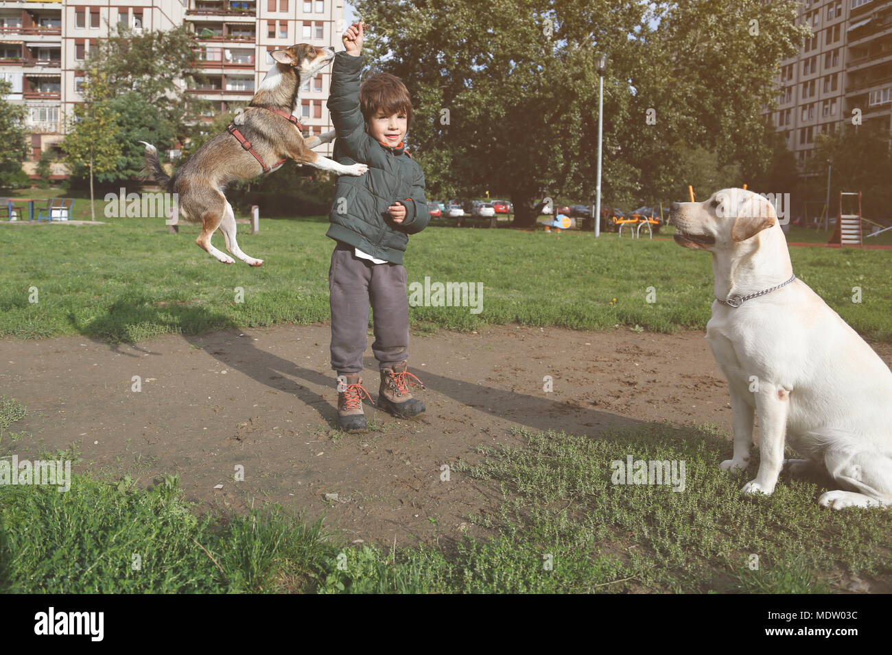 Little dog jumping and playing with kid while big dog watching. Playing