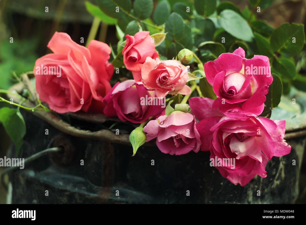 Fresh cut roses Stock Photo Alamy