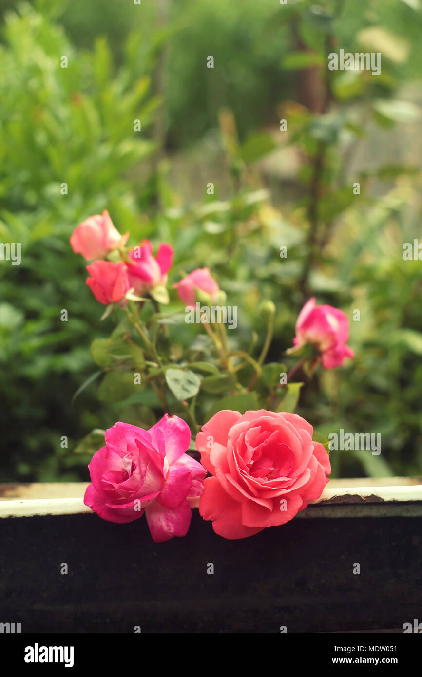 Cut roses bouquet hi-res stock photography and images - Alamy