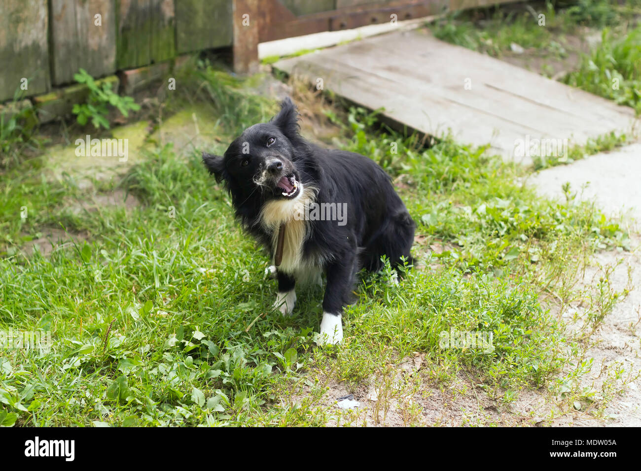 Dog in the grass Stock Photo - Alamy