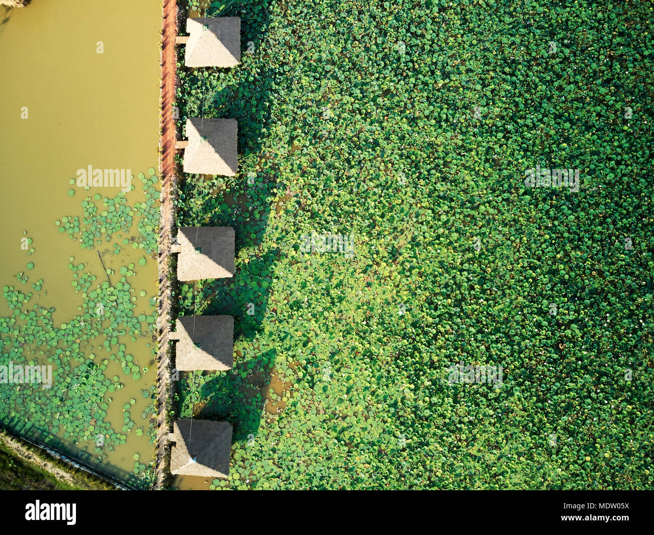 Aerial drone view topdown of a lotus farm in rural Cambodia countryside Stock Photo