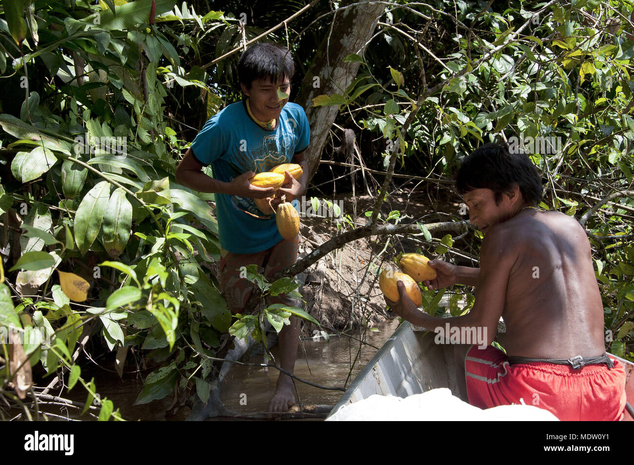 Yanomami Indians harvesting cocoa on the river Toototobi - Toototobi community Stock Photo