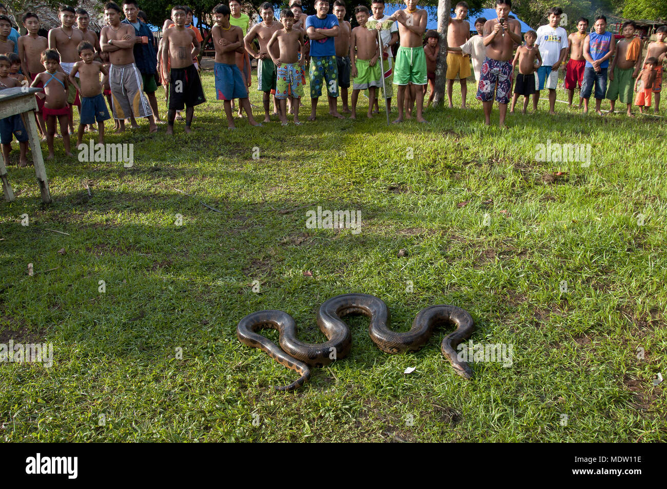 Yanomami Indians watching puppy anaconda - Toototobi community Stock Photo