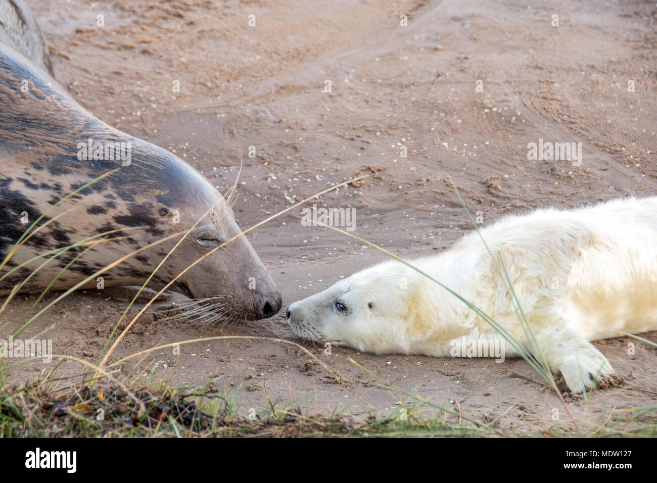 Donna Nook, Lincolnshire, UK – Nov 16: Caring mother checks her cute fluffy baby grey seal pup as it lays on the beach on 16 Nov 2016 at Donna Nook Se Stock Photo