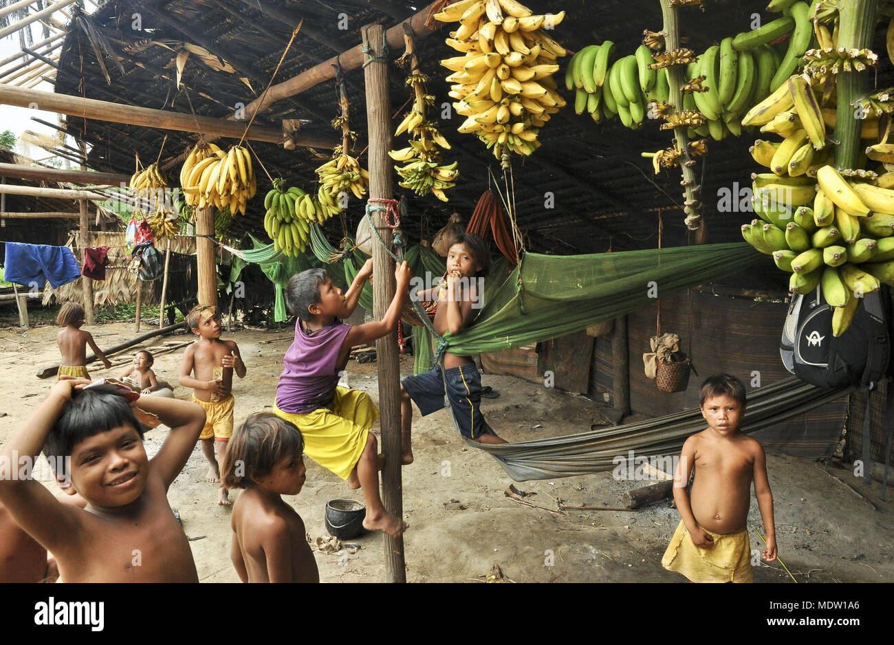Bunches of plantain and banana silver inside Yanomami village in the hollow Petrol - Region Stock Photo