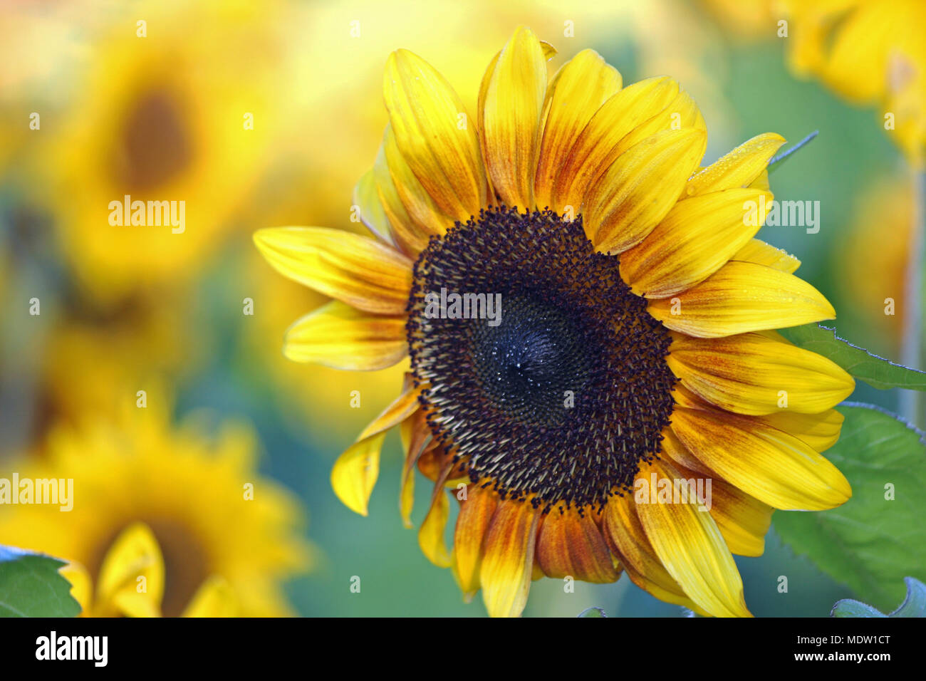 A closeup of a sunflower in a field of sunflowers in Fall Stock Photo