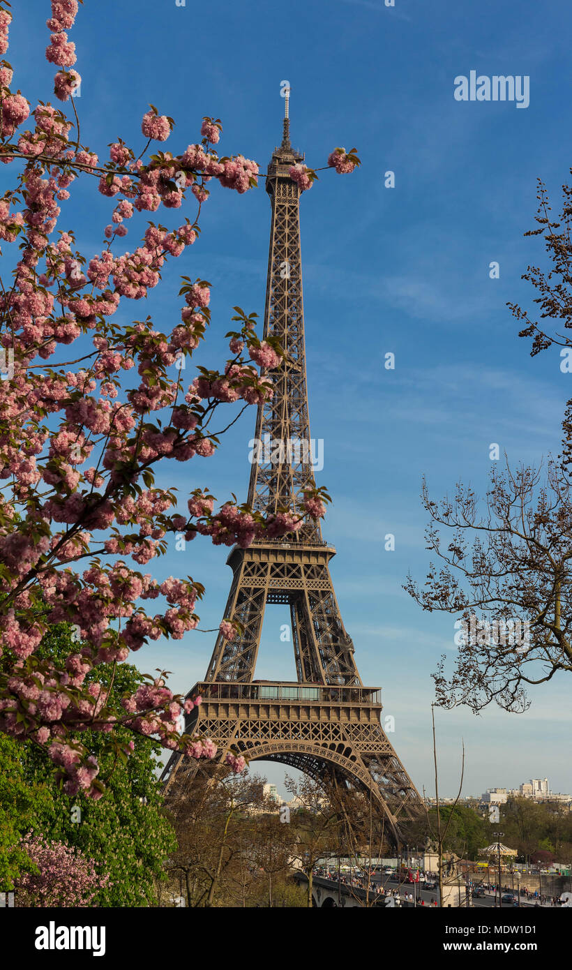 The iconic Eiffel Tower in Paris on a sunny spring day behind cherry blossoms, France. Stock Photo