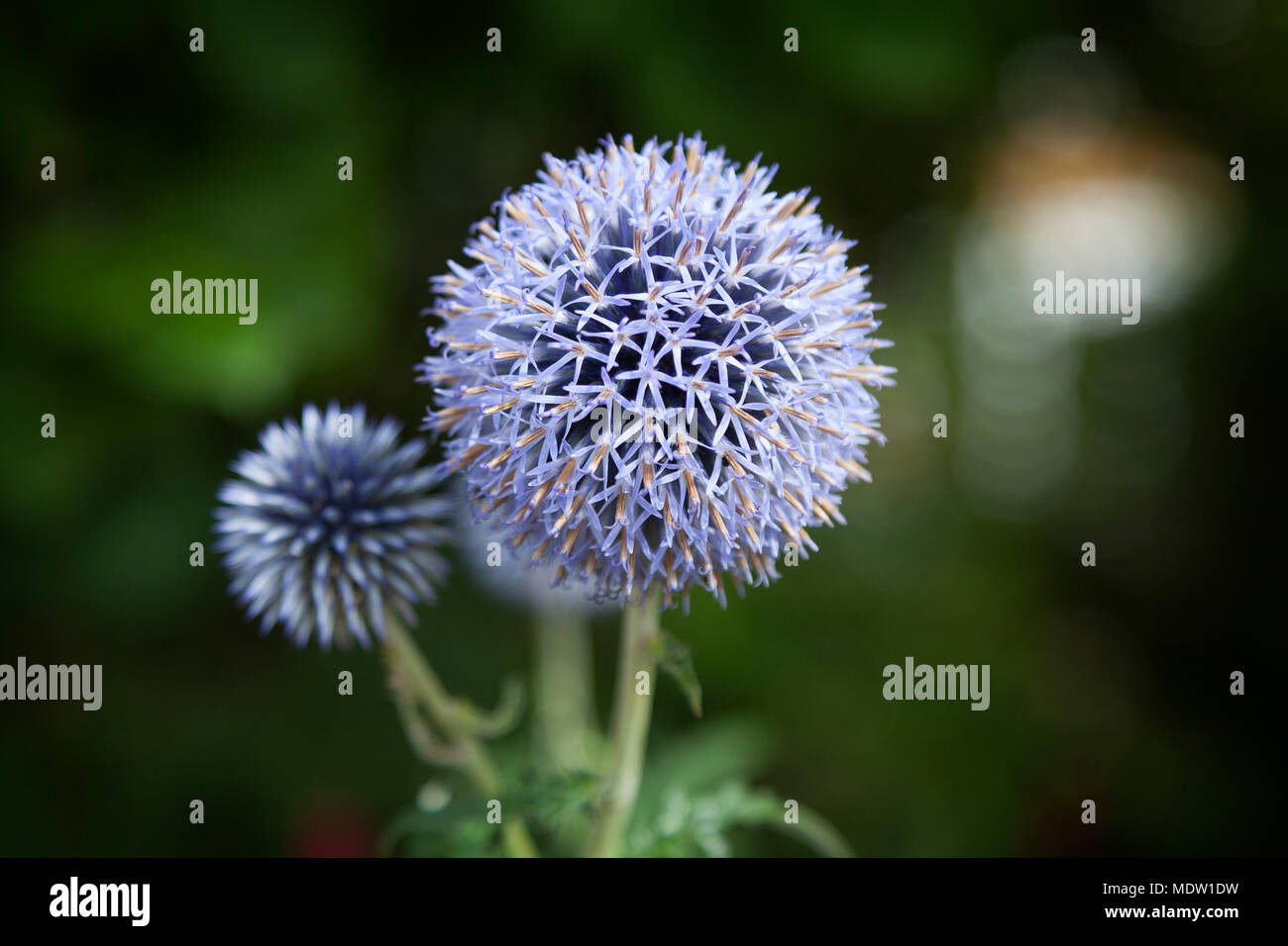 Close up of Blue Allium flower  growing outside in the garden, with a blue thistle just out of focus. Stock Photo