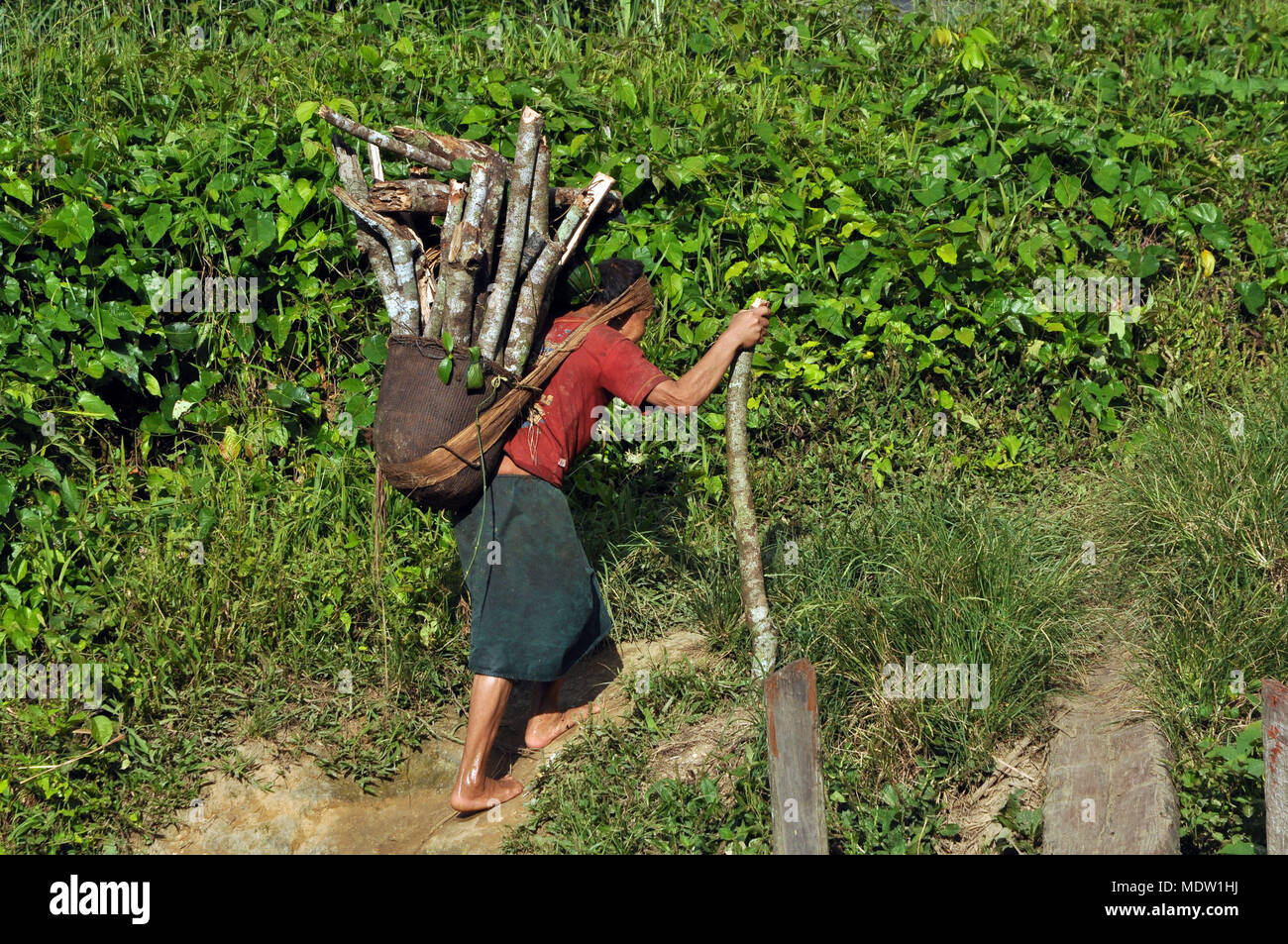 india Yanomami village of Marari carrying firewood on head Stock Photo