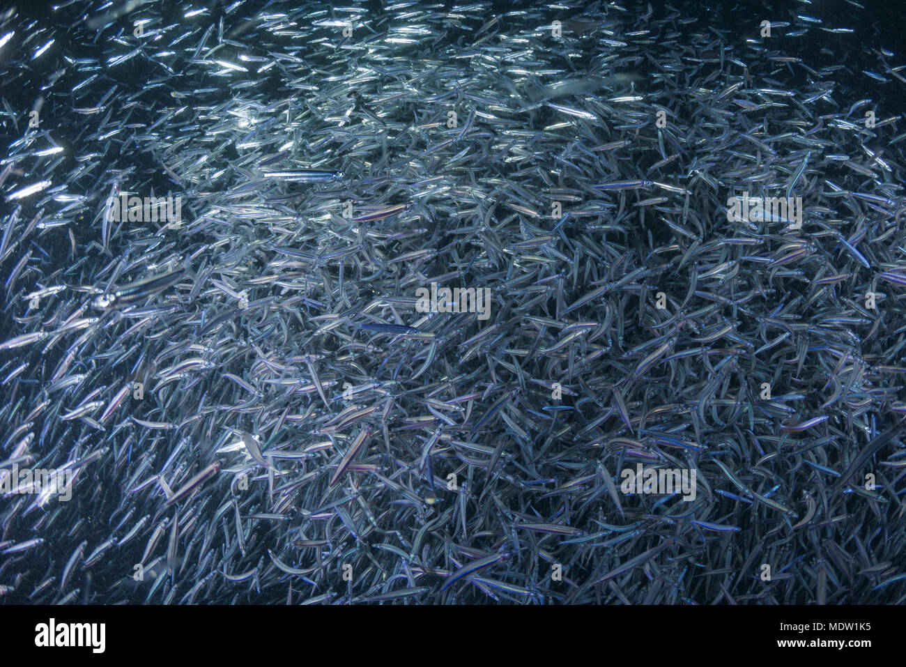 A large school of Whitebait or Blue Sprat (Spratelloides delicatulus) in the beam of a lantern at night, Indian Ocean, Maldives Stock Photo