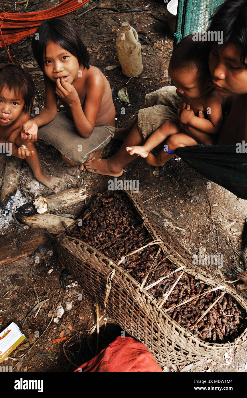 Yanomami children eating caterpillars collected in baked kills and appreciated as a delicacy Stock Photo