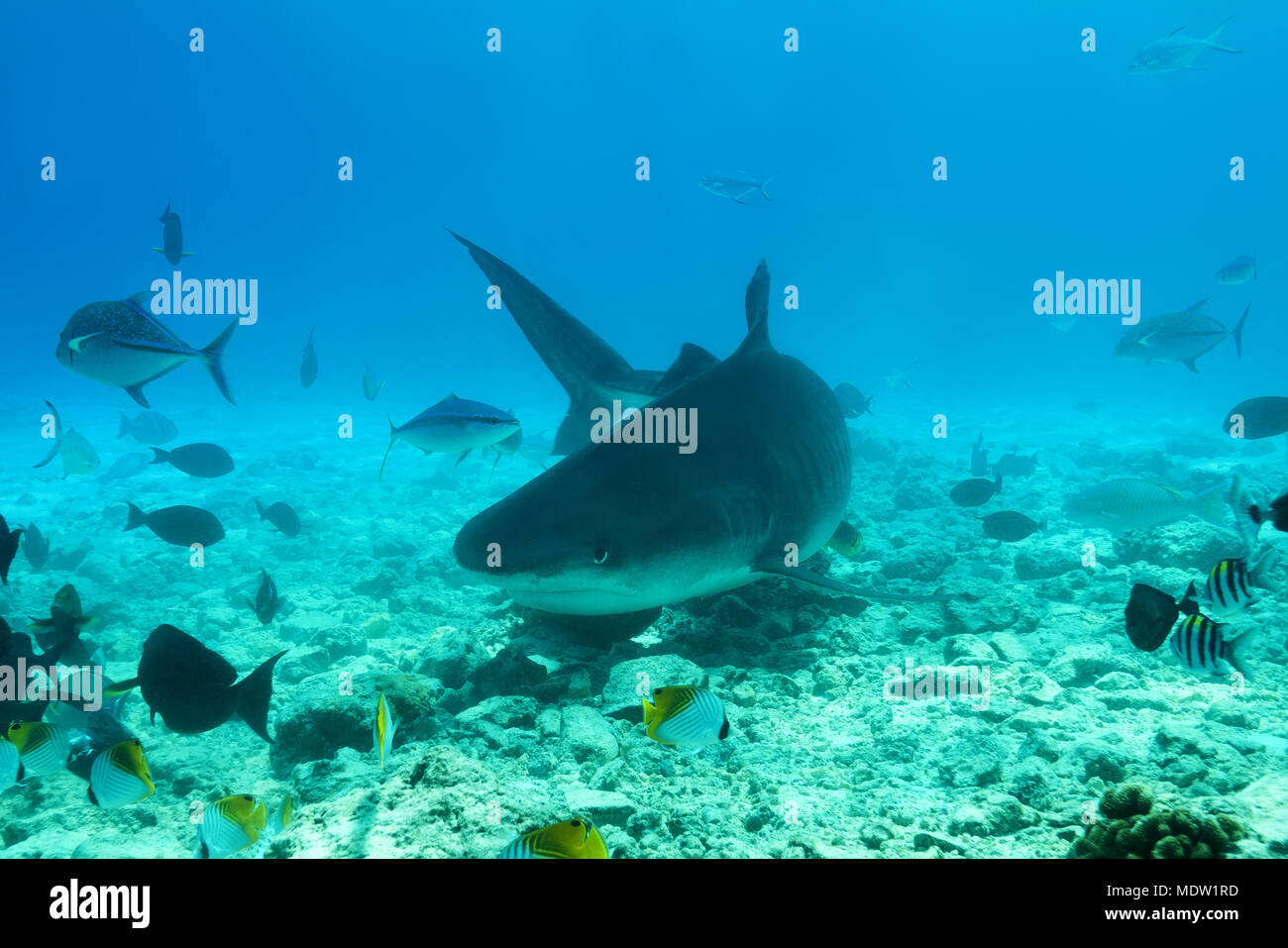 Tiger Shark (Galeocerdo cuvier) swim over coral reef Stock Photo